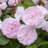 Rosier David Austin Olivia Rose Austin -Jardin A La Maison Olivia Rose Austin 712922 1