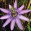 Passiflore X Lavender Lady - Fleur De La Passion -Jardin A La Maison Passiflora Amethyst ld HansB 681330 1