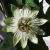 Passiflore - Passiflora White Lightening -Jardin A La Maison Passiflore Passiflora White Lightening copyright 1009201 1