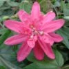 Passiflore Insignis Pink Passion - Fleur De La Passion -Jardin A La Maison Passiflore insignis Pink Passion 681331 1