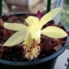 Pleione Forrestii -Jardin A La Maison Pleione forestii 1178 1
