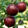 Pluot Purple Candy - Prunus Pluot -Jardin A La Maison PluotPurple Candy 79221 1