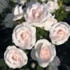Rosier Couvre-sol Aspirin Rose -Jardin A La Maison Rosa Aspirin Rose en racines nues 85508 2