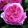 Rosier David Austin The Alnwick Rose 1 Rosier David Austin The Alnwick Rose -Jardin A La Maison Rosier David Austin The Alnwick Rose en racines nues 84568 1