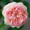 Rosier David Austin Gentle Hermione 1 Rosier David Austin Gentle Hermione -Jardin A La Maison Rosier anglais Gentle Hermione 66538 1