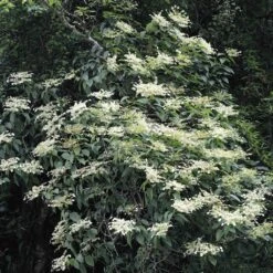 Schizophragma Fauriei