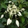 Schizophragma Hydrangeoides Windmills -Jardin A La Maison Schizophragma hydrangeoides Windmills 83534 1