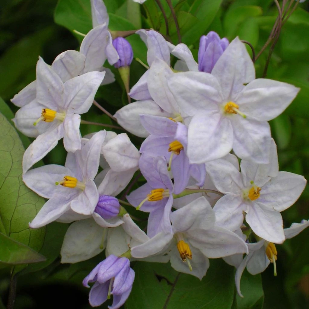 Solanum Jasminoides Bleu - Morelle Faux-jasmin 3 Solanum Jasminoides Bleu - Morelle Faux-jasmin