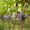 Vigne Cabernet Franc -Jardin A La Maison Vigne Cabernet Franc 78366 1