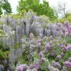Glycine Japonaise - Wisteria Floribunda Macrobotrys De Belder -Jardin A La Maison Wisteria floribunda Macrobotrys De Belder 1009542 1