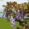Glycine De Chine Blue Line - Wisteria Sinensis -Jardin A La Maison Wisteria sinensis Blue line IF 17373 1