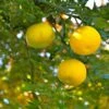 Yuzu - Citrus Junos -Jardin A La Maison Yuzu Citrus junos 83268 1