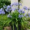 Agapanthe Pitchoune Blue -Jardin A La Maison agapanthus pitchoune blue 0524 1