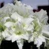 Amaryllis Double Ice Queen -Jardin A La Maison amaryllis ice king 56647 1