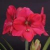 Amaryllis Lagoon -Jardin A La Maison amaryllis lagoon 56701 1