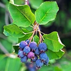 Amelanchier Alnifolia Saskatoon Berry