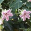 Araujia Sericifera Pink - Plante Cruelle -Jardin A La Maison araujia sericofera 681343 4