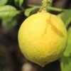 Citronnier - Citrus Limon Cerza -Jardin A La Maison citrus limon cerza