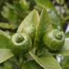 Citron Vert - Citrus Aurantifolia Mexicana -Jardin A La Maison citrus aurantiifolia