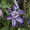 Clématite - Clematis Cassis -Jardin A La Maison clematis cassis 681390 2