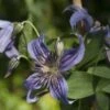 Clématite - Clematis Saphyra Indigo -Jardin A La Maison clematis saphyra indigo 681391 1