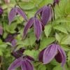 Clématite - Clematis Brunette -Jardin A La Maison clematite Brunette 681483 1