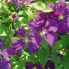 Clématite - Clematis Viticella Etoile Violette -Jardin A La Maison clematite etoile violette 681362 1