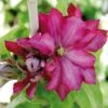 Clématite - Clematis Kaen -Jardin A La Maison clematite kakio 67863 1