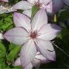 Clématite - Clematis Omoshiro -Jardin A La Maison clematite osmoshiro 681354 1