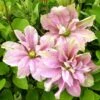 Clématite - Clematis Princesse Alexandra -Jardin A La Maison clematite princess alexandra 681392 1