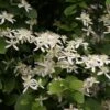 Clématite - Clematis Terniflora -Jardin A La Maison clematite terniflora 681522 1