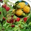 Collection 2 Framboisiers Bio -Jardin A La Maison collection 2 framboisiers bio marastar golden everest 15338 1