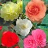 Collection 15 Begonias Grandifloras -Jardin A La Maison collection begonias 51256 1