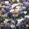 Collection 100 Crocus Grandes Fleurs Mammouth -Jardin A La Maison collection crocus grandes fleurs 53971 1