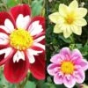 Collection Dahlias Collerette
