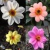 Collection Dahlias Happy Single 2 Collection Dahlias Happy Single -Jardin A La Maison collection dahlia happy 31434 1