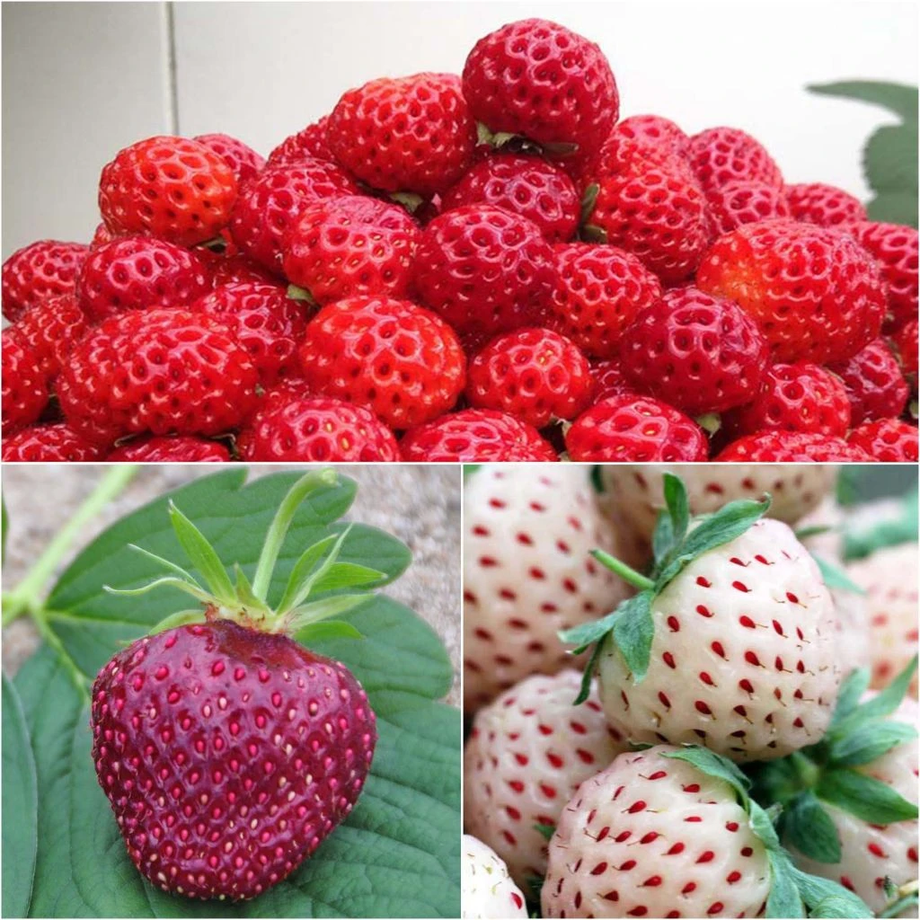 Collection De 3 Fraisiers Framberry, Cherry Berry, Pineberry 3 Collection De 3 Fraisiers Framberry, Cherry Berry, Pineberry