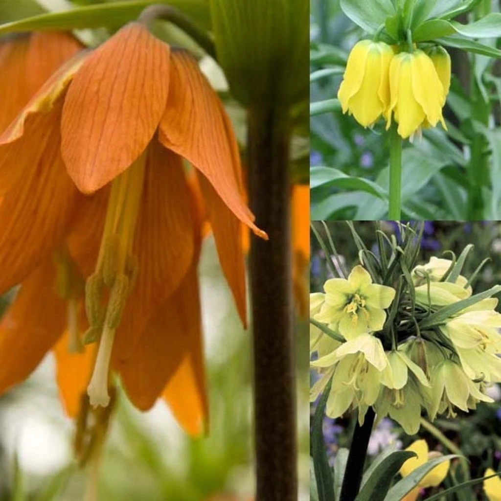 Collection Fritillaires Impériales 3 Collection Fritillaires Impériales