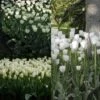 Collection 2 Mois De Tulipes Blanches -Jardin A La Maison collection tulipes blanches 68234 1