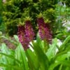 Eucomis Comosa Leia - Eucomide Rose -Jardin A La Maison eucomis comosa leia 86060 p