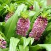 Eucomis Comosa Sparkling Burgundy® - Eucomide Rose à Feuillage Pourpre -Jardin A La Maison eucomis comosa sparkling burgundy eucomide rose feuillage pourpre IF 69261 1