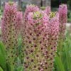 Eucomis Comosa Pink Gin - Fleur Ananas -Jardin A La Maison eucomis pink gin 15550 1
