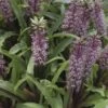 Eucomis Twinkle Stars -Jardin A La Maison eucomis twinckle stars 51306 1
