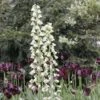 Fritillaria Persica Ivory Bells - Fritillaire De Perse 2 Fritillaria Persica Ivory Bells - Fritillaire De Perse -Jardin A La Maison fritillaire persica ivory bells 54974 1