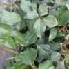Lierre De Colchide - Hedera Colchica Arborescens (Fall Favorite) -Jardin A La Maison hedera colchica arborescens fall favorite 20cm en pot de3l 86129 1
