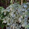 Hortensia Grimpant - Hydrangea Petiolaris Silver Lining -Jardin A La Maison hydrangea petiolaris silver lining 813003 3