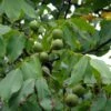 Noyer Commun - Juglans Regia Fernor -Jardin A La Maison juglans regia fernor 100368 1