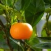 Mandarinier - Citrus Deliciosa - Agrumes -Jardin A La Maison mandarinier 4