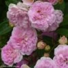 Rosier Ancien Pink Ghislaine De Féligonde -Jardin A La Maison rosier ancien pink ghislaine de feligonde 85821 1
