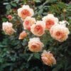 Rosier David Austin A Shropshire Lad -Jardin A La Maison rosier david austin a shropshire lad 665312 1